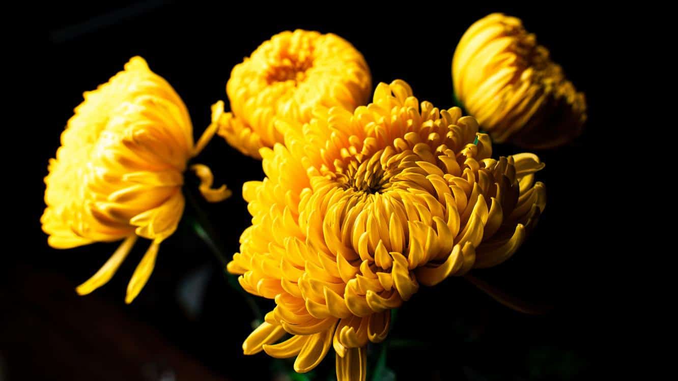Yellow chrysanthemums