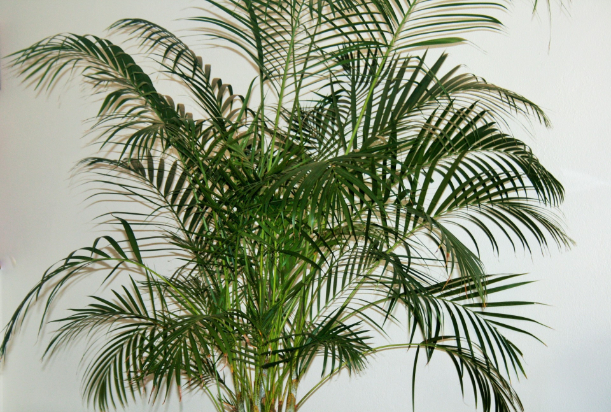 A lush, green indoor palm plant with long, arching fronds placed against a plain white background.