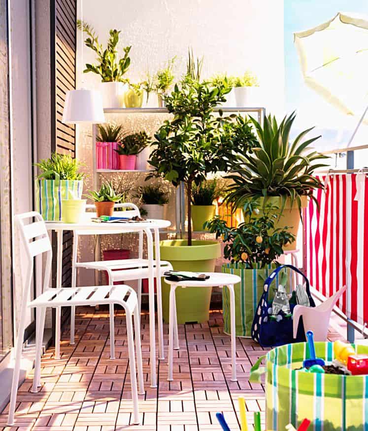 A sunny balcony garden with fruit trees in pots