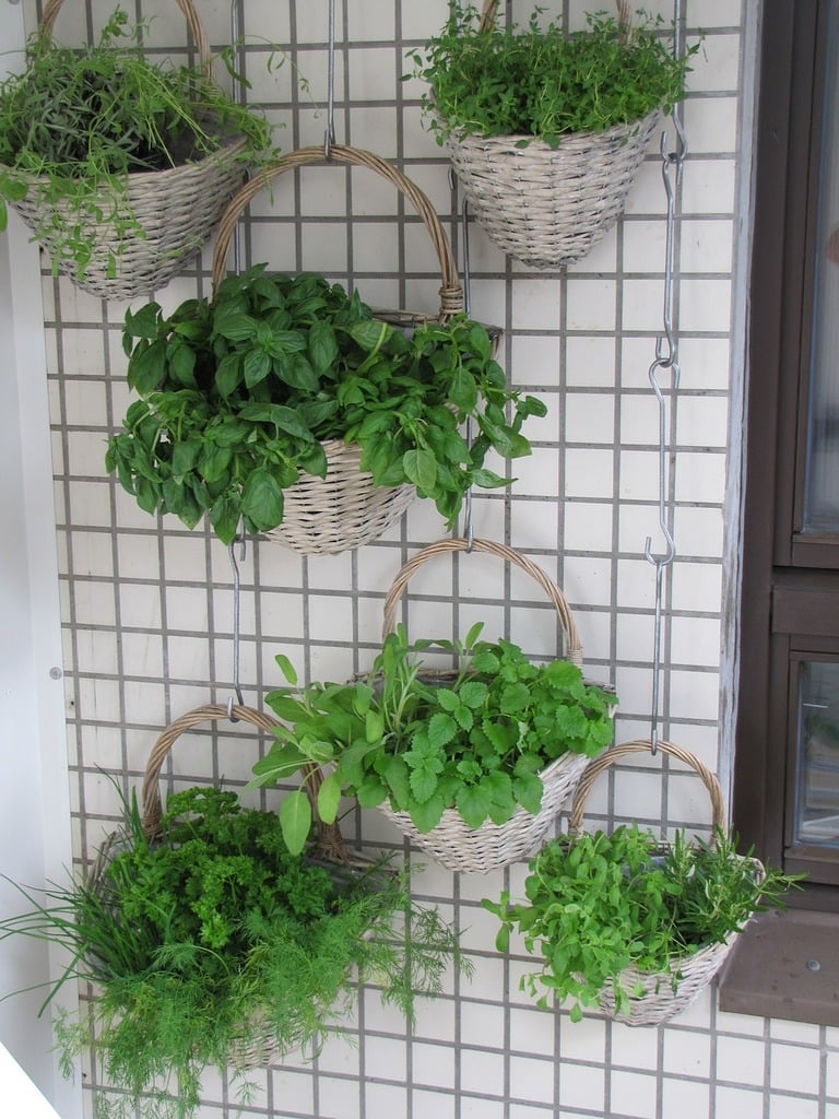 A vertical garden setup with wicker baskets holding various green herbs mounted on a tiled wall.