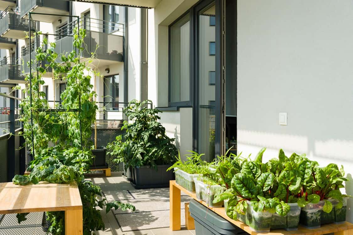 A small vegetable garden in a balcony