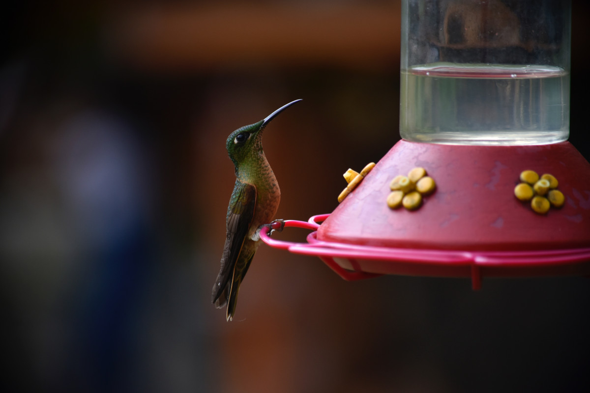 A green hummingbird perched on a red feeder, sipping nectar, with a dark blurred background.