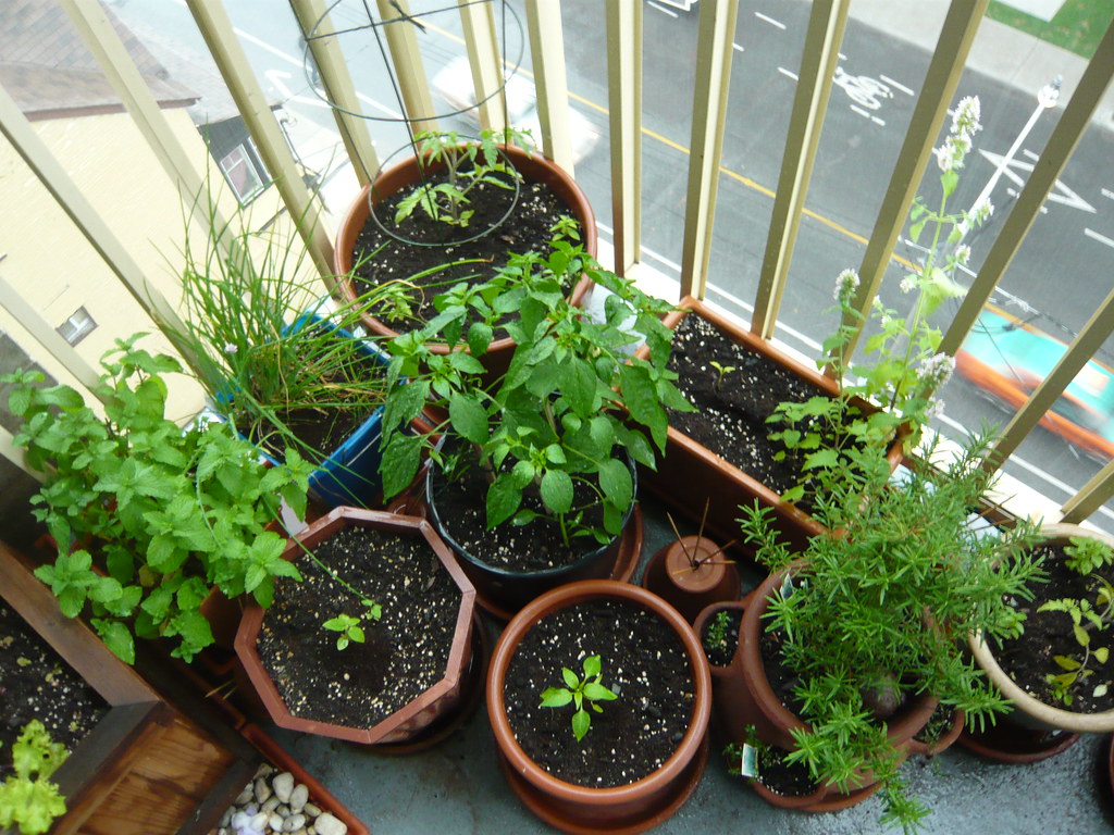 A small balcony garden with various potted plants, including herbs and vegetables, overlooking a street below.