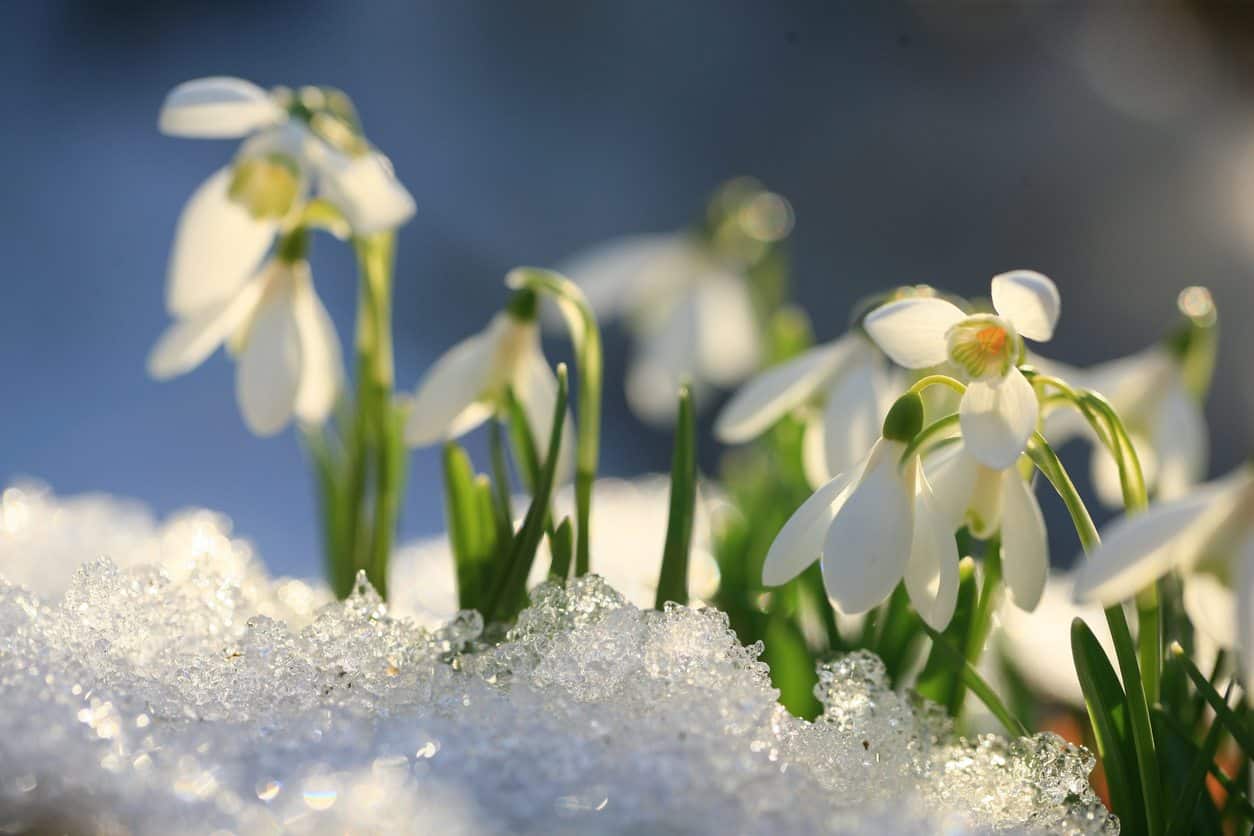 Snowdrops for your winter garden