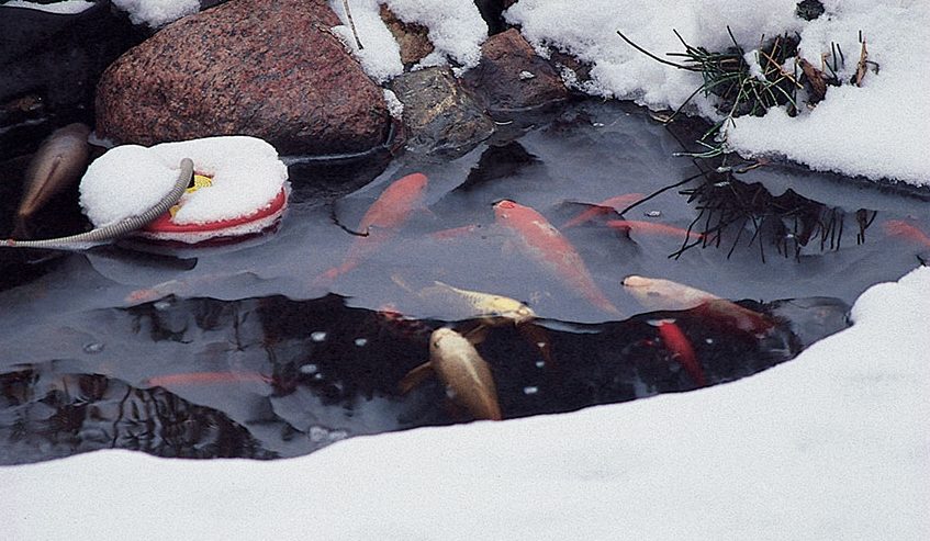 Garden fish pond with snow