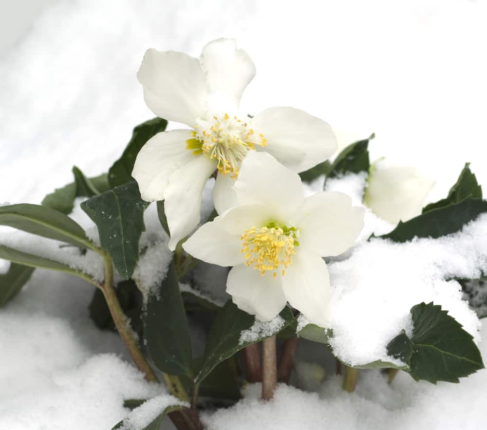 Christmas rose along with snow in the garden