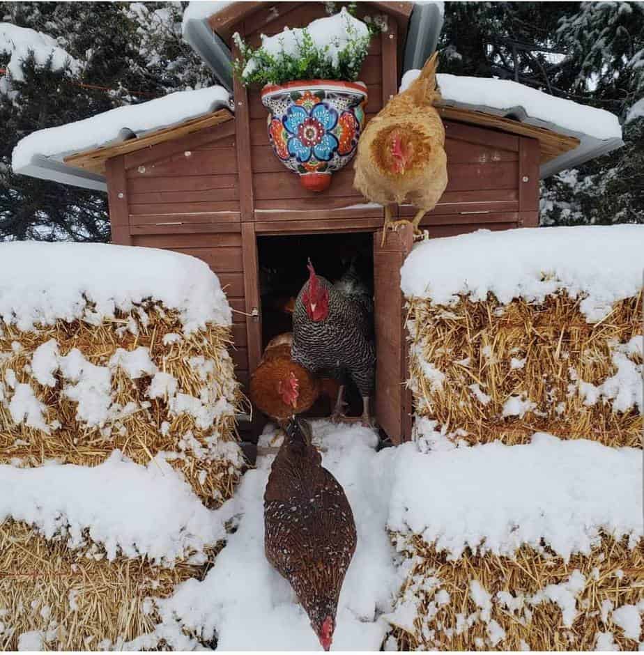 Chicken coop with chickens on a snowy day