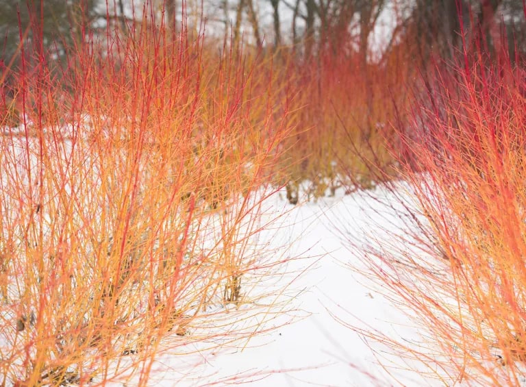 Colourful winter stems like the border of dogwoods