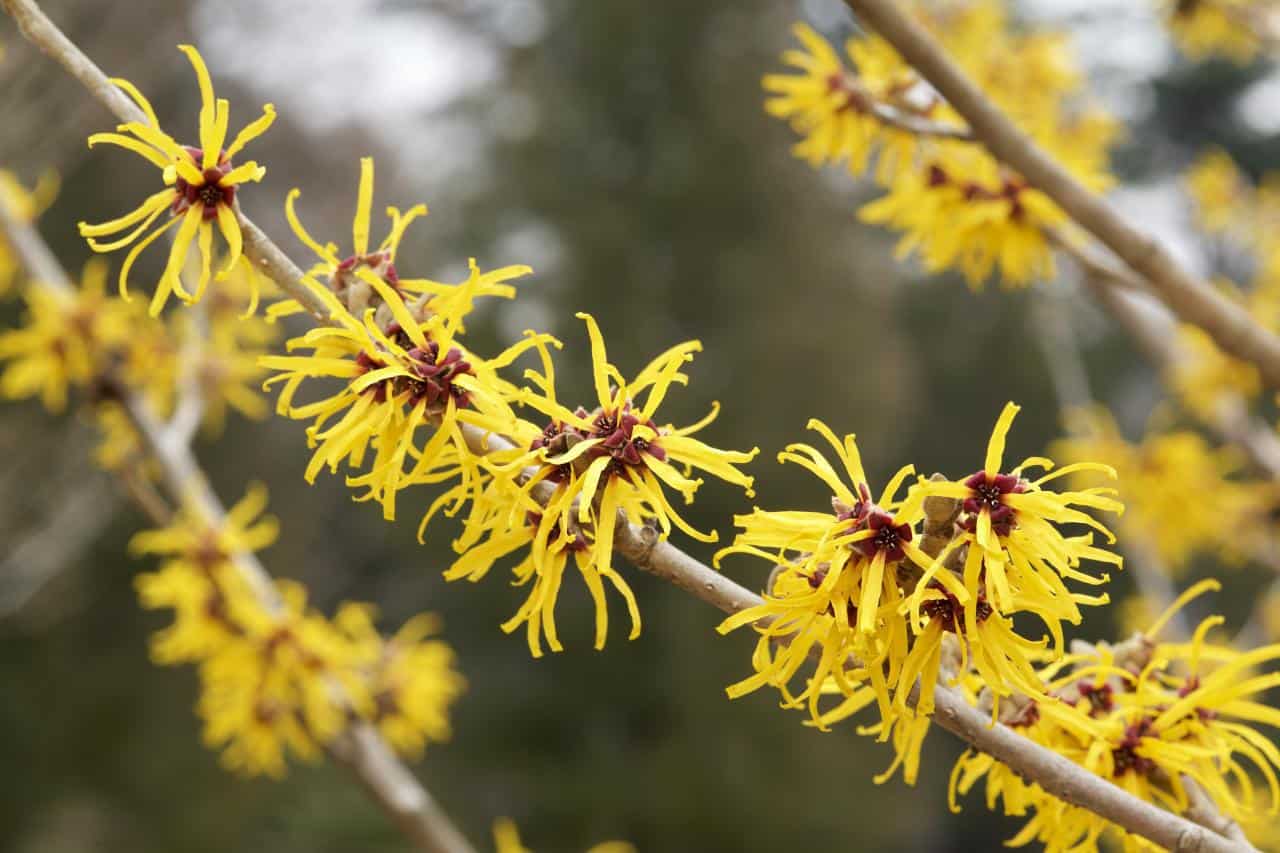 Witch Hazel in a winter garden giving off a wintery scent