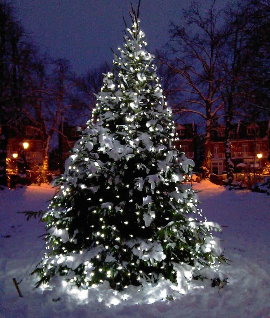 Cool white and warm tones of a Christmas tree sparkle with snowfall