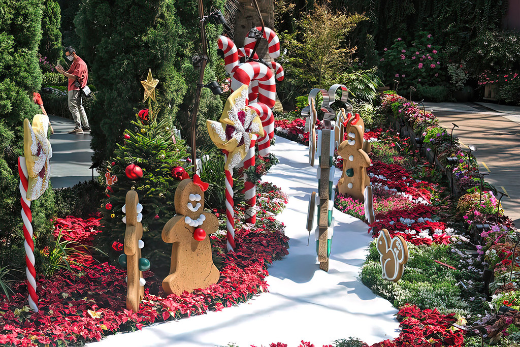 Christmas themed garden pathway lined with bright Poinsettia