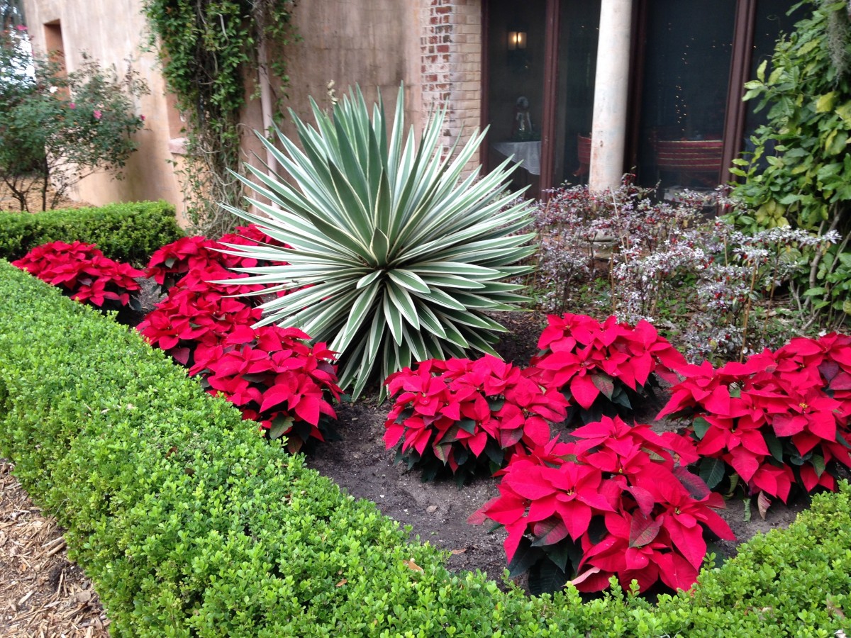 Simple front yard landscape with Poinsettia