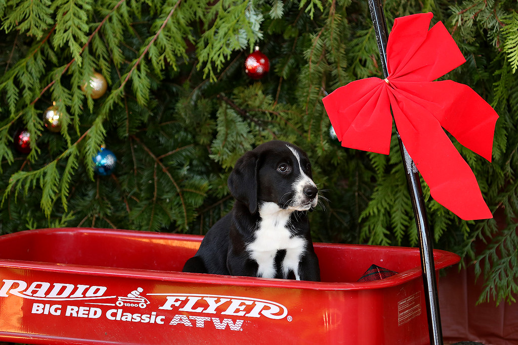 Red Christmas wagon with a dog