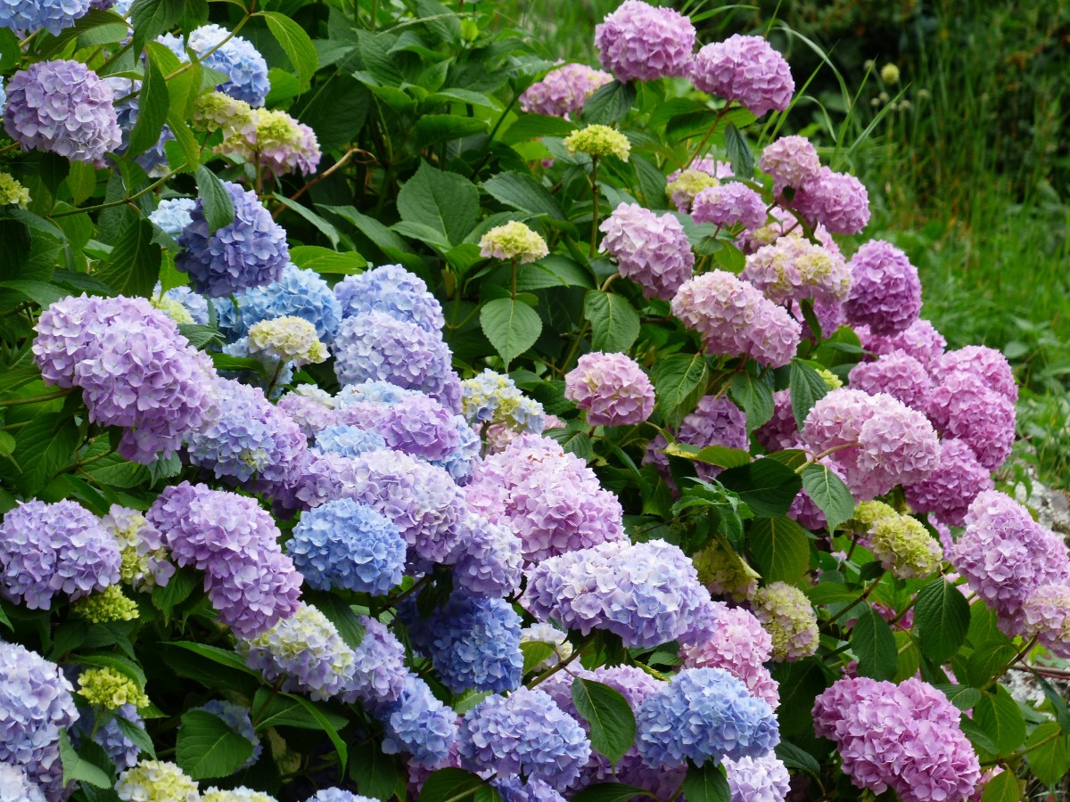 Hydrangea bushes in blue, purple and pink