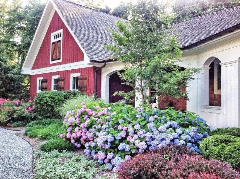 Simple front yard with hydrangea bushes