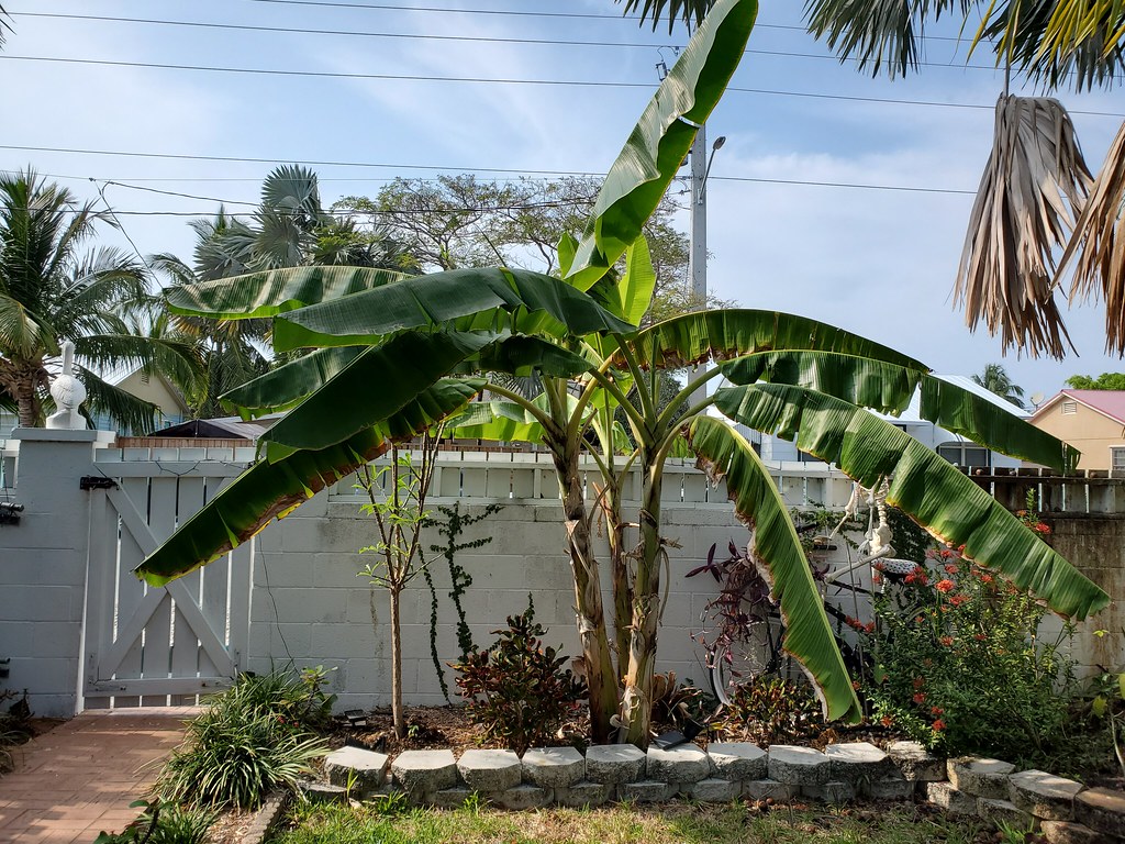 Small banana trees on a front yard landscape