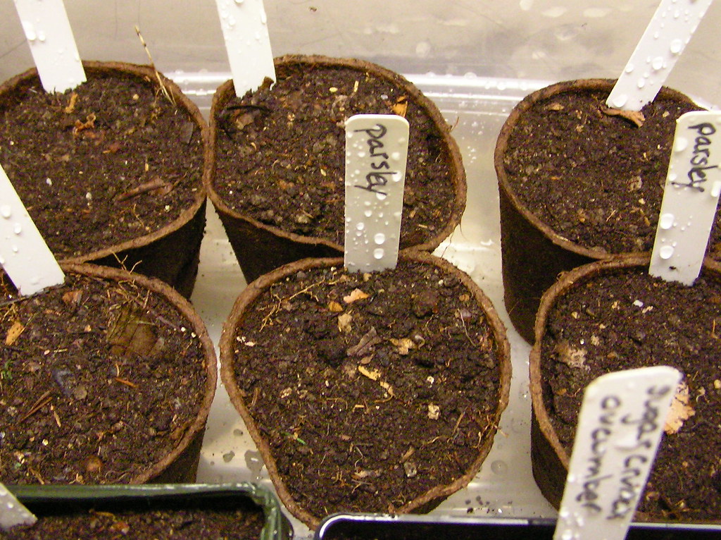 Herb seed starting