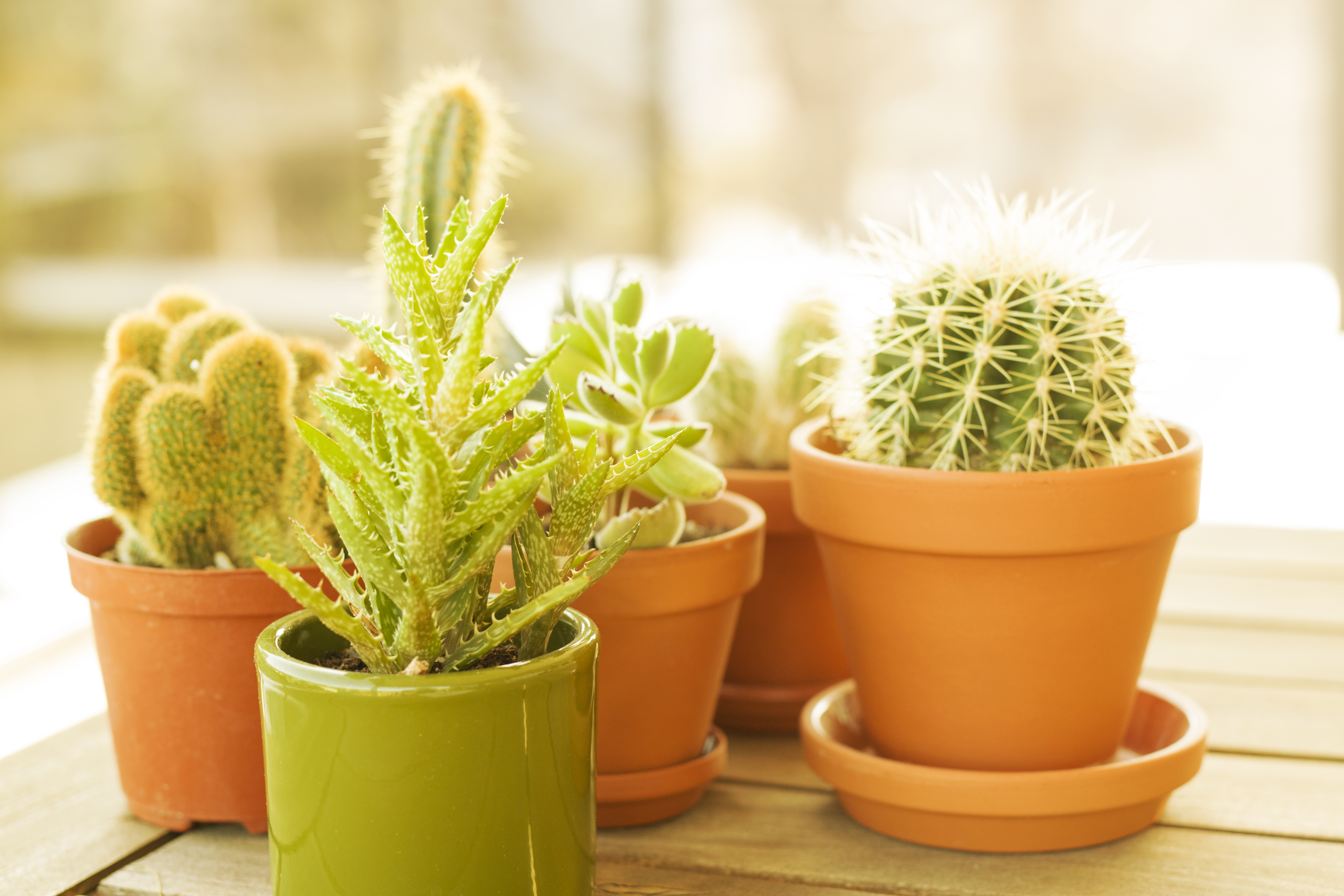 Cactus in terracotta pots