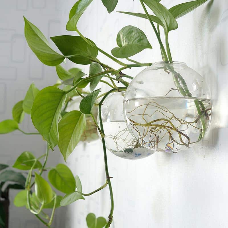 Wall hanging glass planters in globe shape