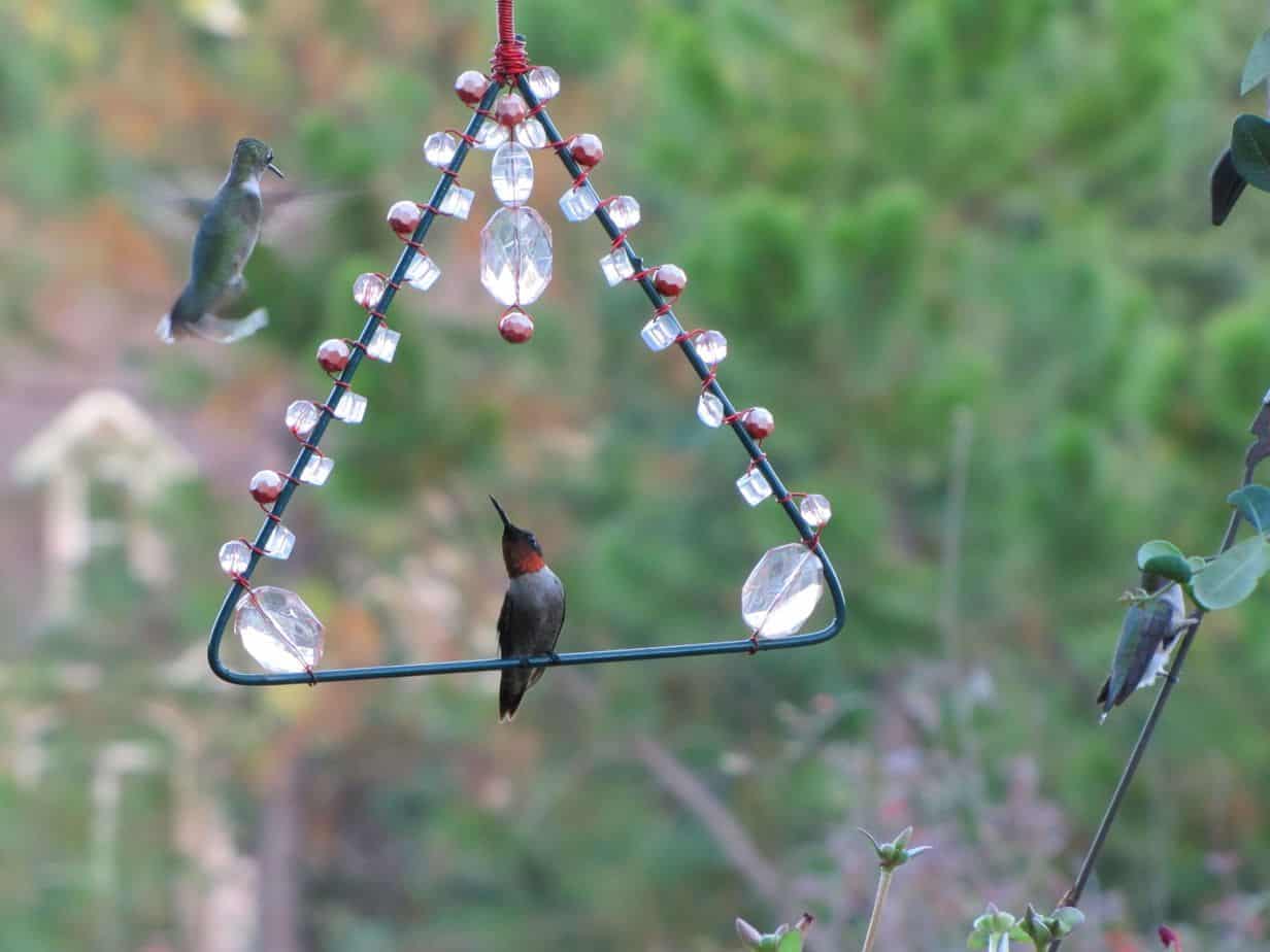 Garden hummingbird swing