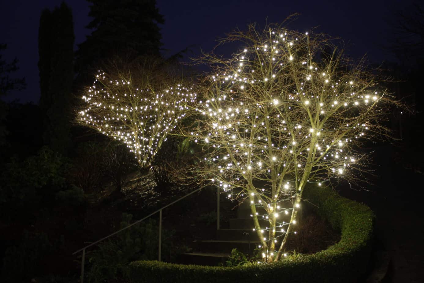 Garden trees wrapped with Christmas lights