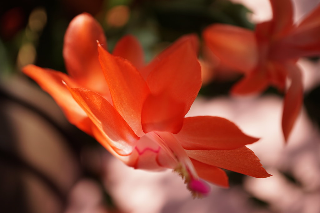 Red Christmas cactus plant