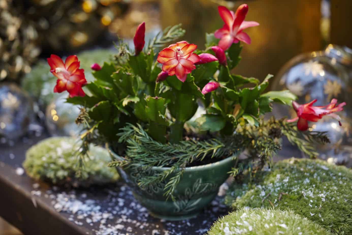 Christmas cactus tabletop decoration