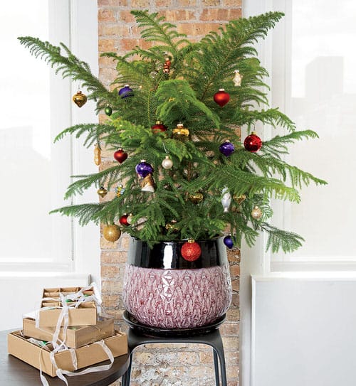 Norfolk island pine Christmas tree
