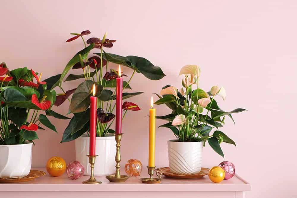 Christmas Anthurium display with candles