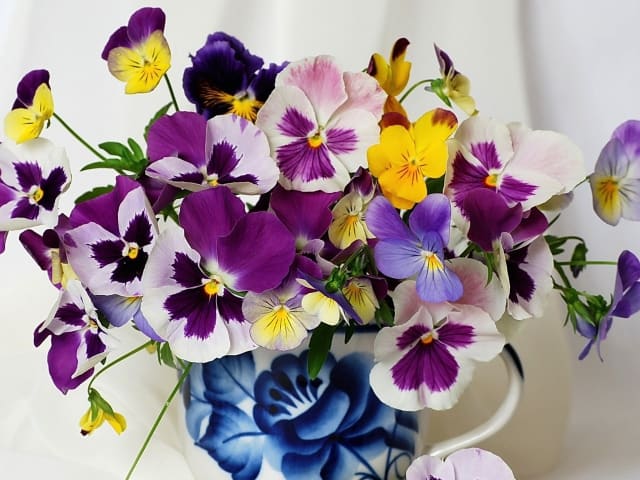 Colourful pansies in a vase