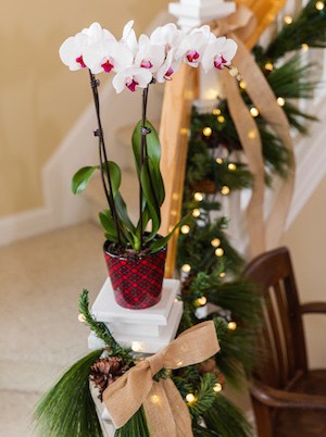 Phalaeonopsis orchids Christmas display
