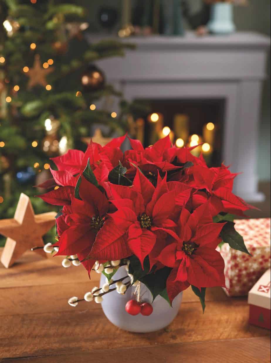 Poinsettia in vase with Christmas ornament