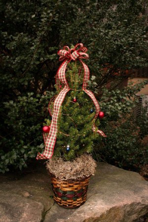 Dwarf Alberta spruce Christmas tree