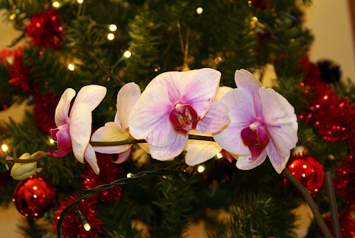 Christmas orchid decoration