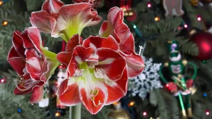 Amaryllis in a Christmas tree