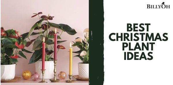 Best Christmas Plant Ideas