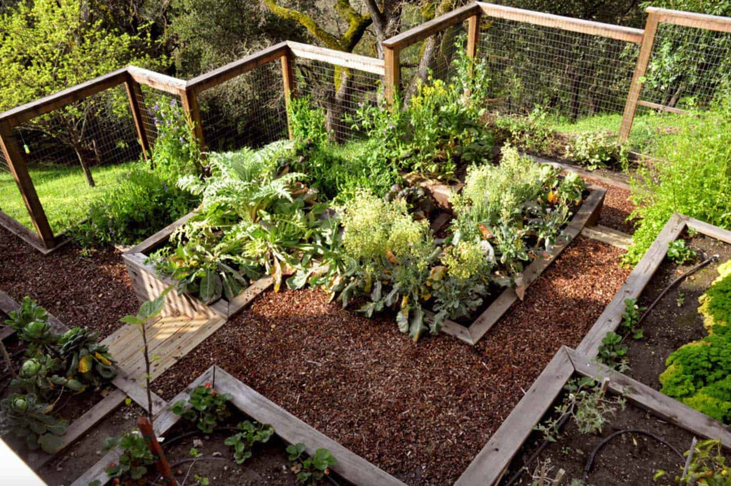 A sloped garden with vegetable patches