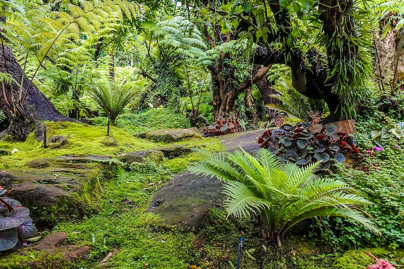 Sloped tropical garden forest