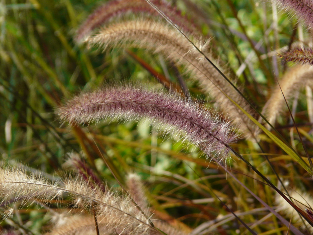 Ornamental grass