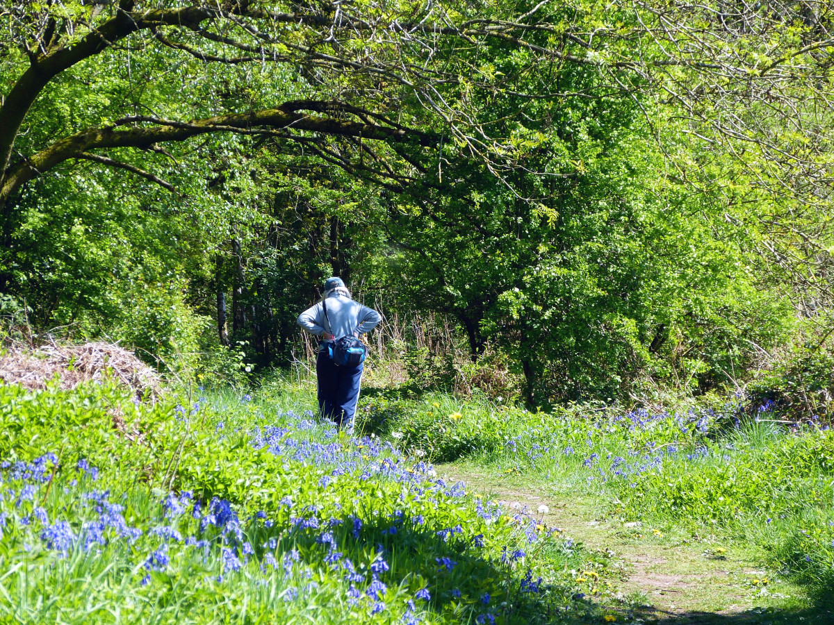 A man walking on a flower trail