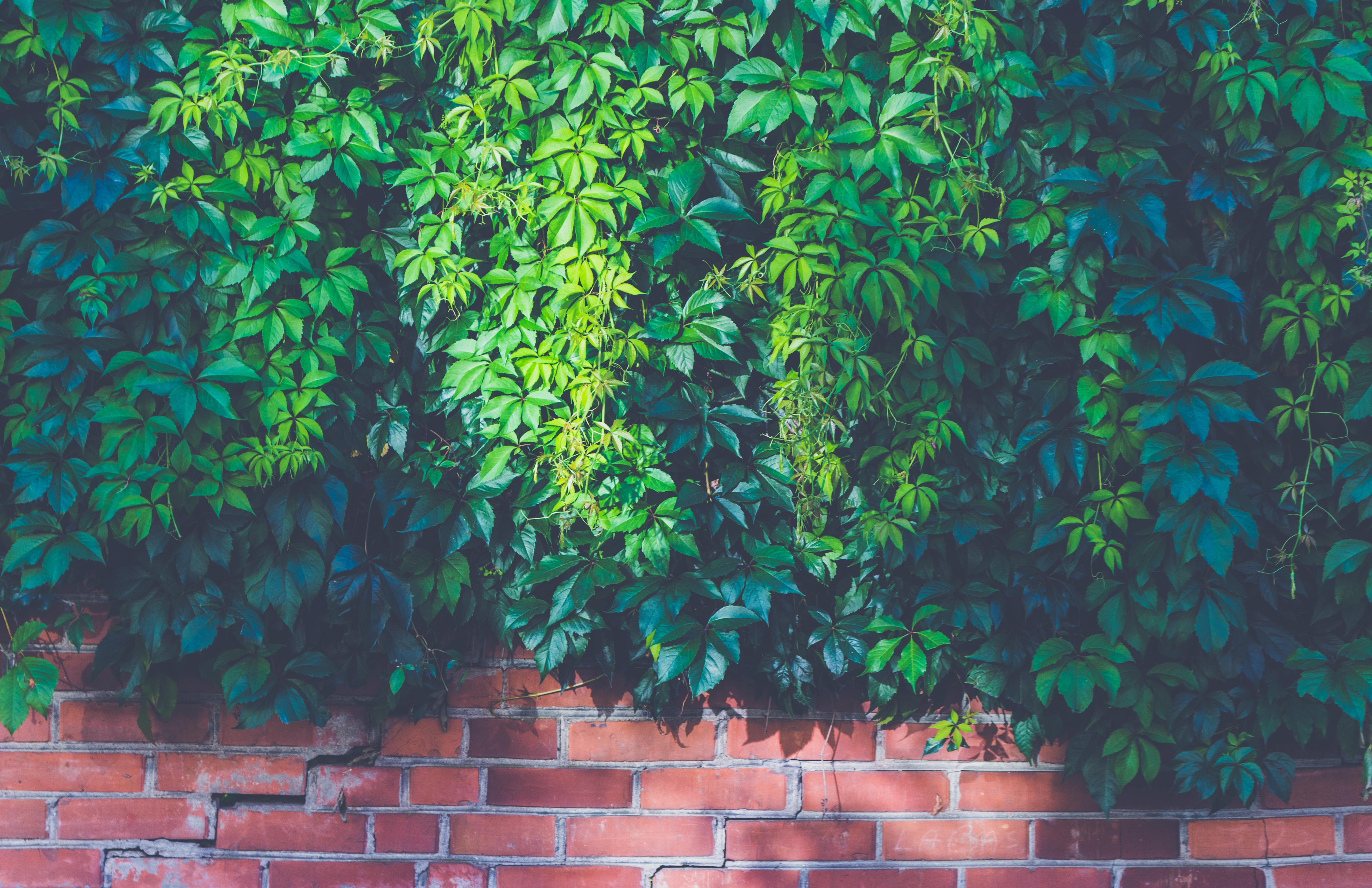Brick wall with lush climbing vines