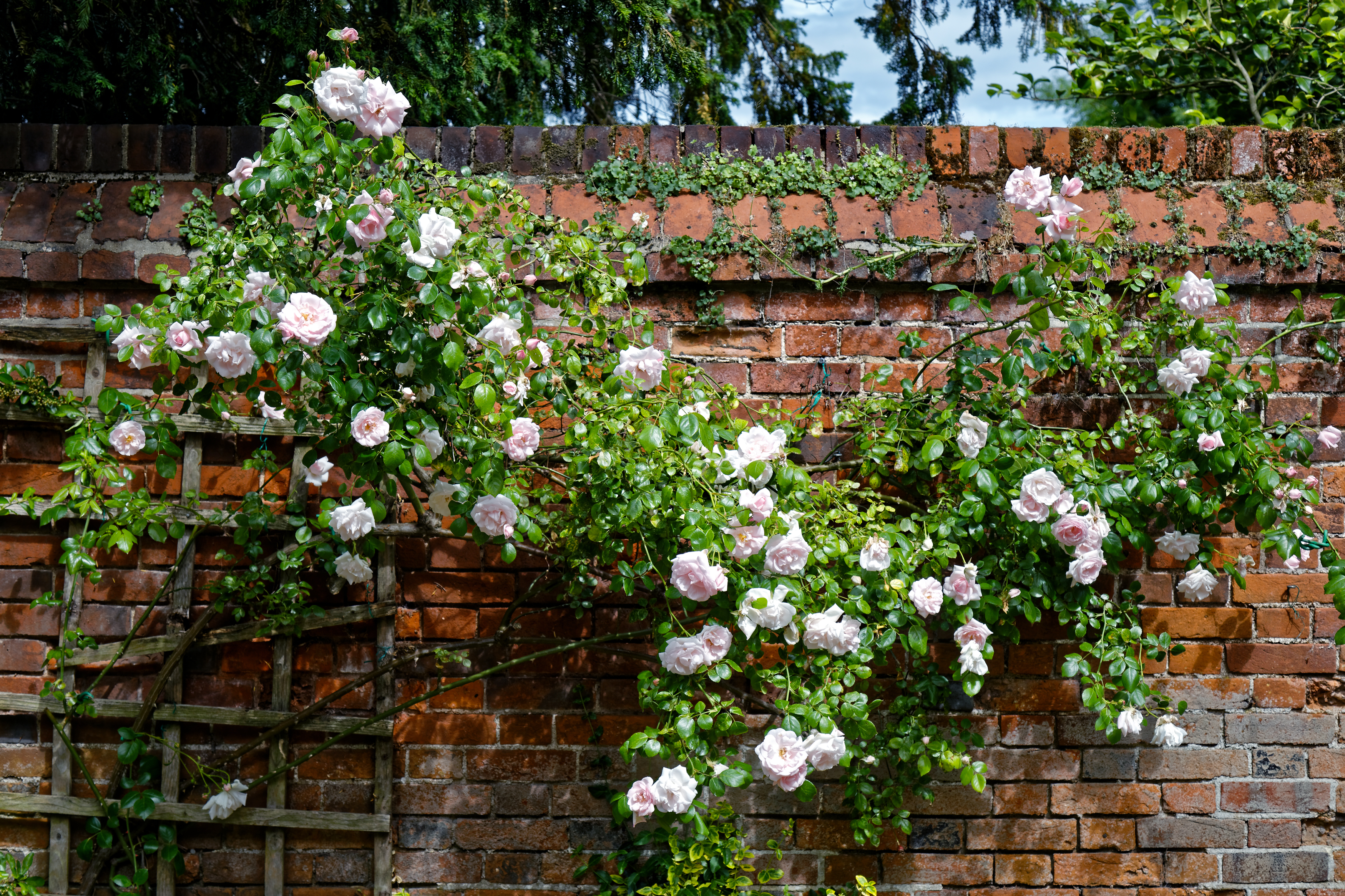 Garden brick wall with trellis and trained climbers on