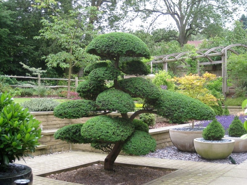 Bonsai tree as a centrepiece
