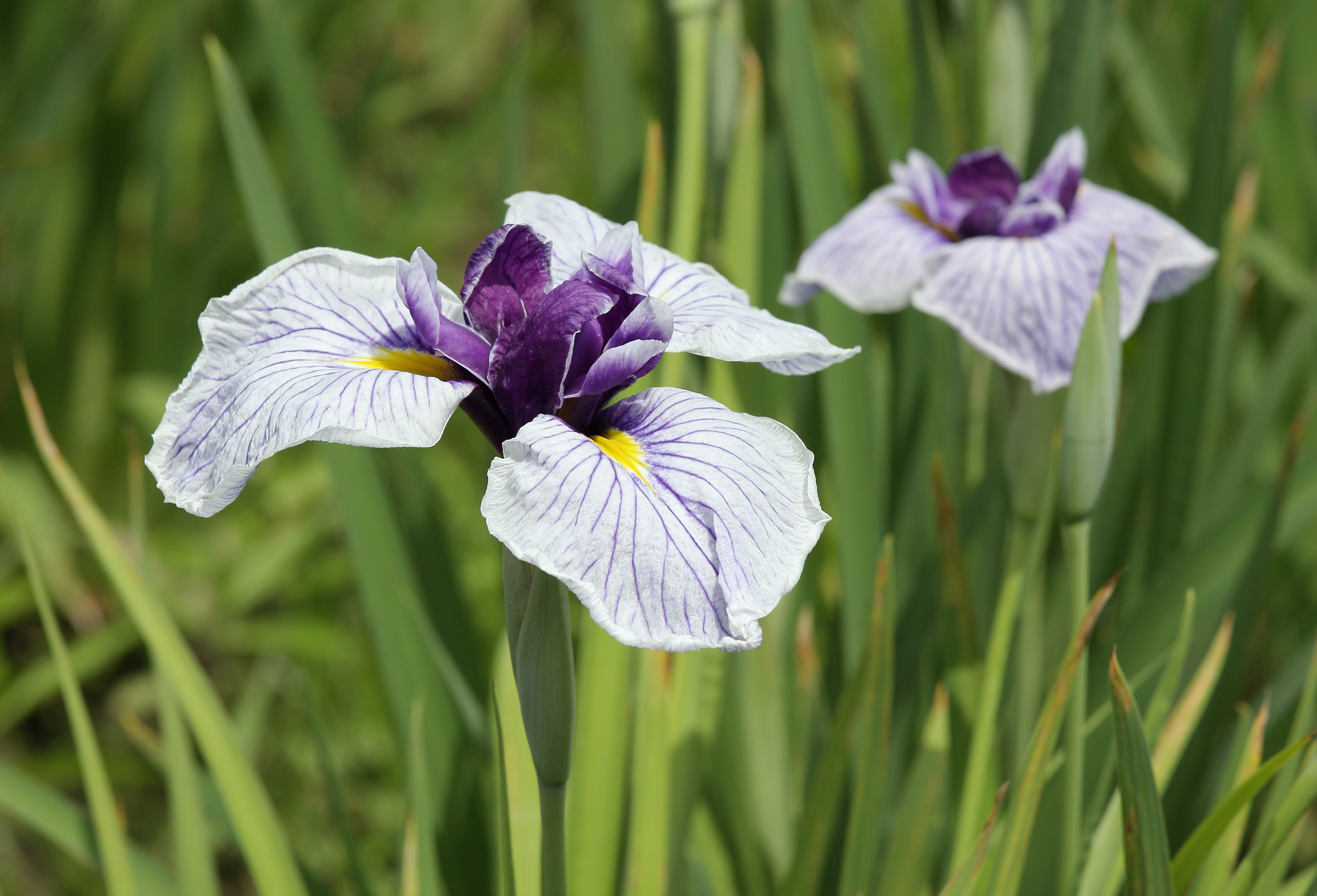 Japanese Iris plants