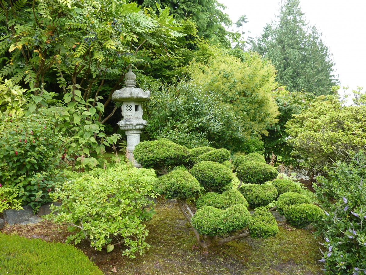 Japanese garden cloud pruning