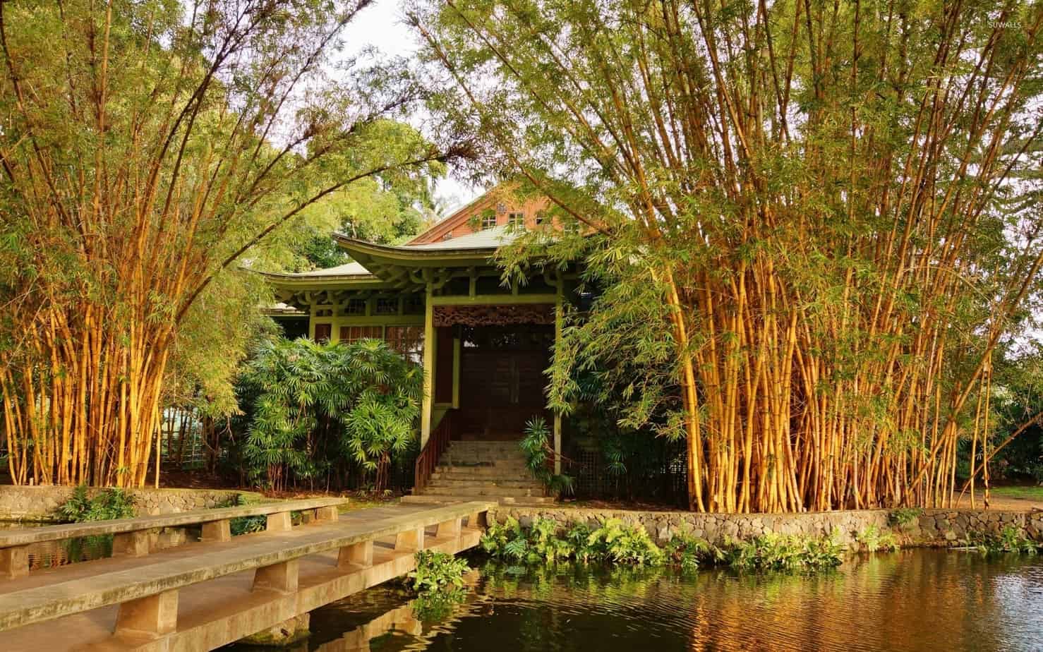 Bamboo trees on a Japanese garden, providing privacy and shade