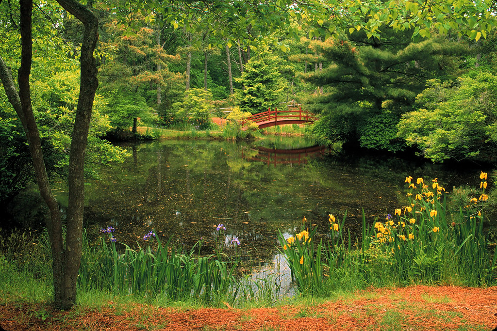 Japanese garden with a view of the lake