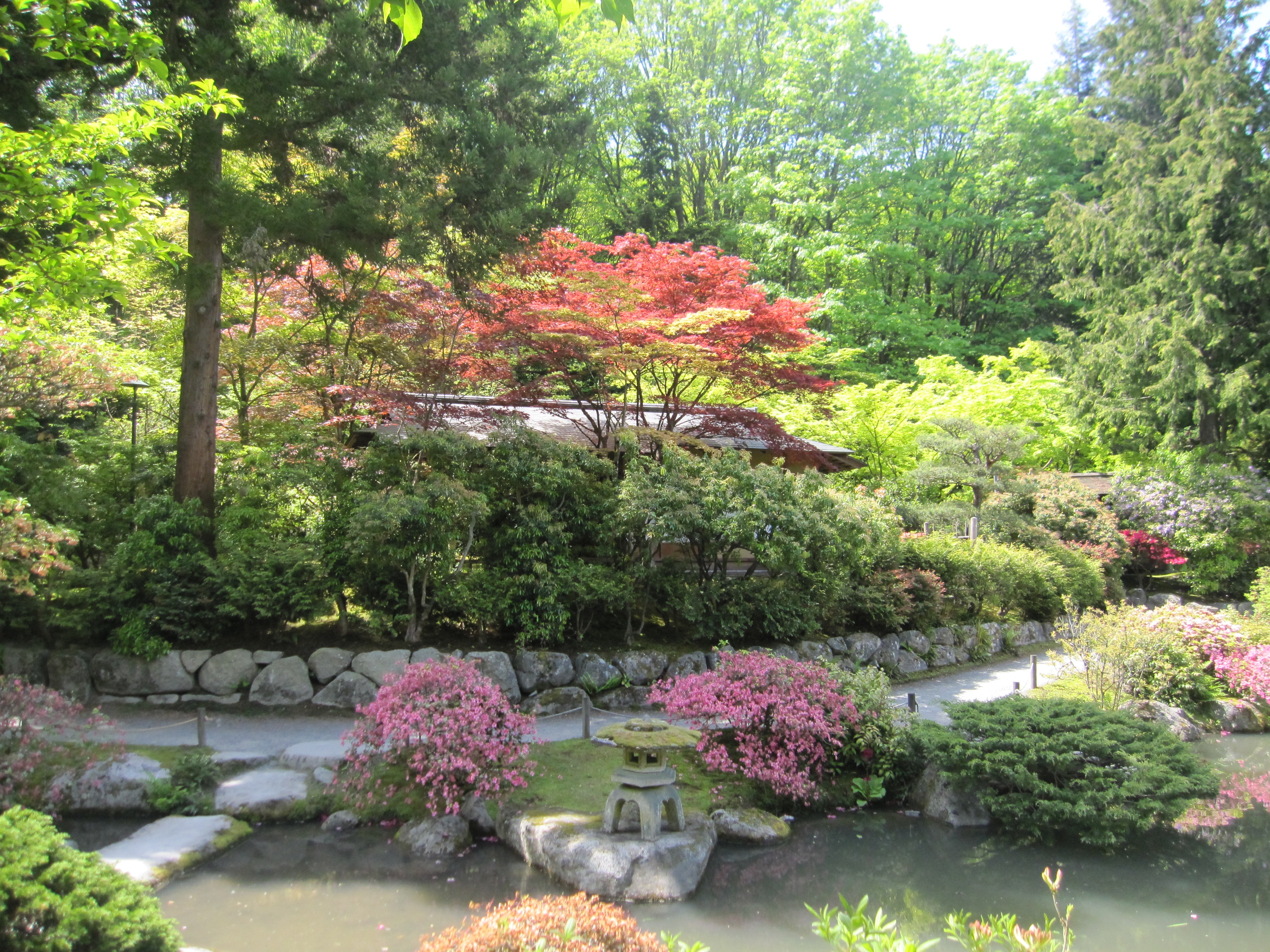 Japanese garden plant landscape