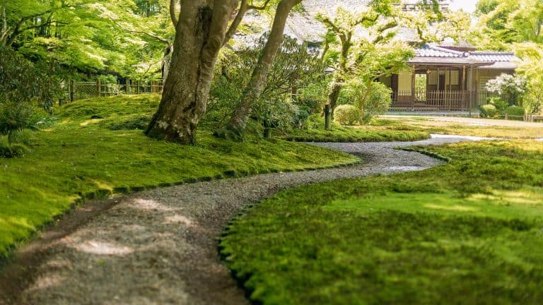 Japanese garden filled with mosses