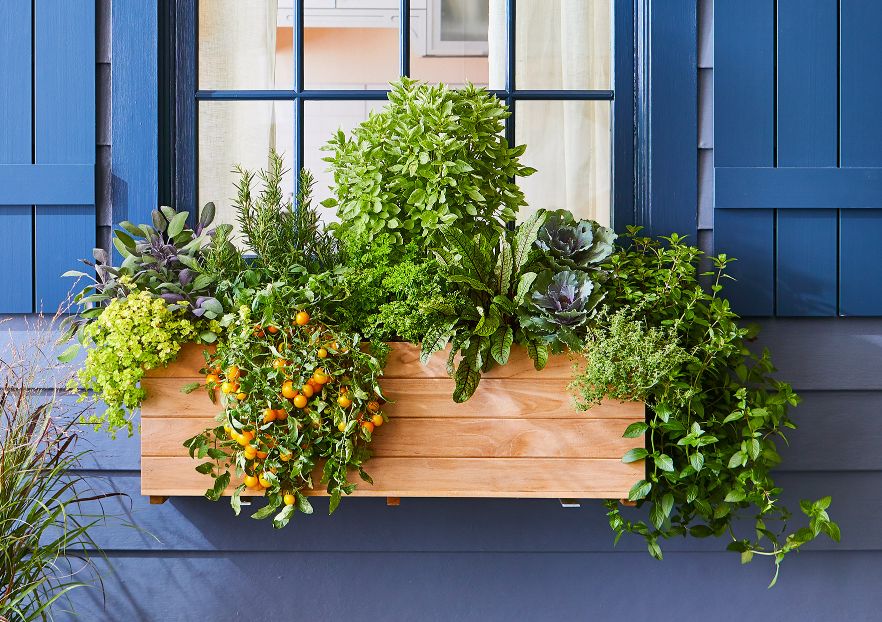 Kitchen window boxes with herbs and vegetables